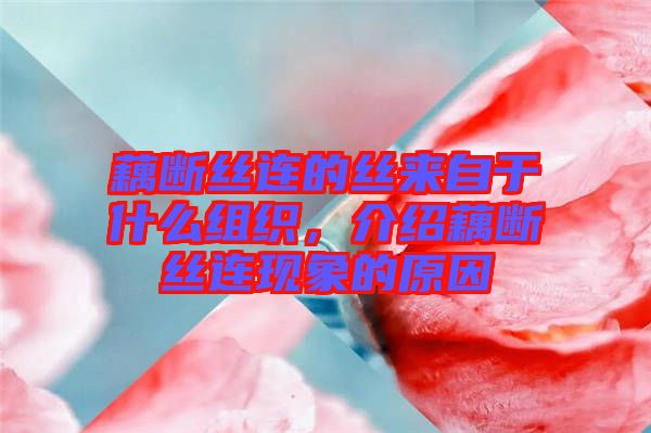 藕斷絲連的絲來(lái)自于什么組織，介紹藕斷絲連現(xiàn)象的原因